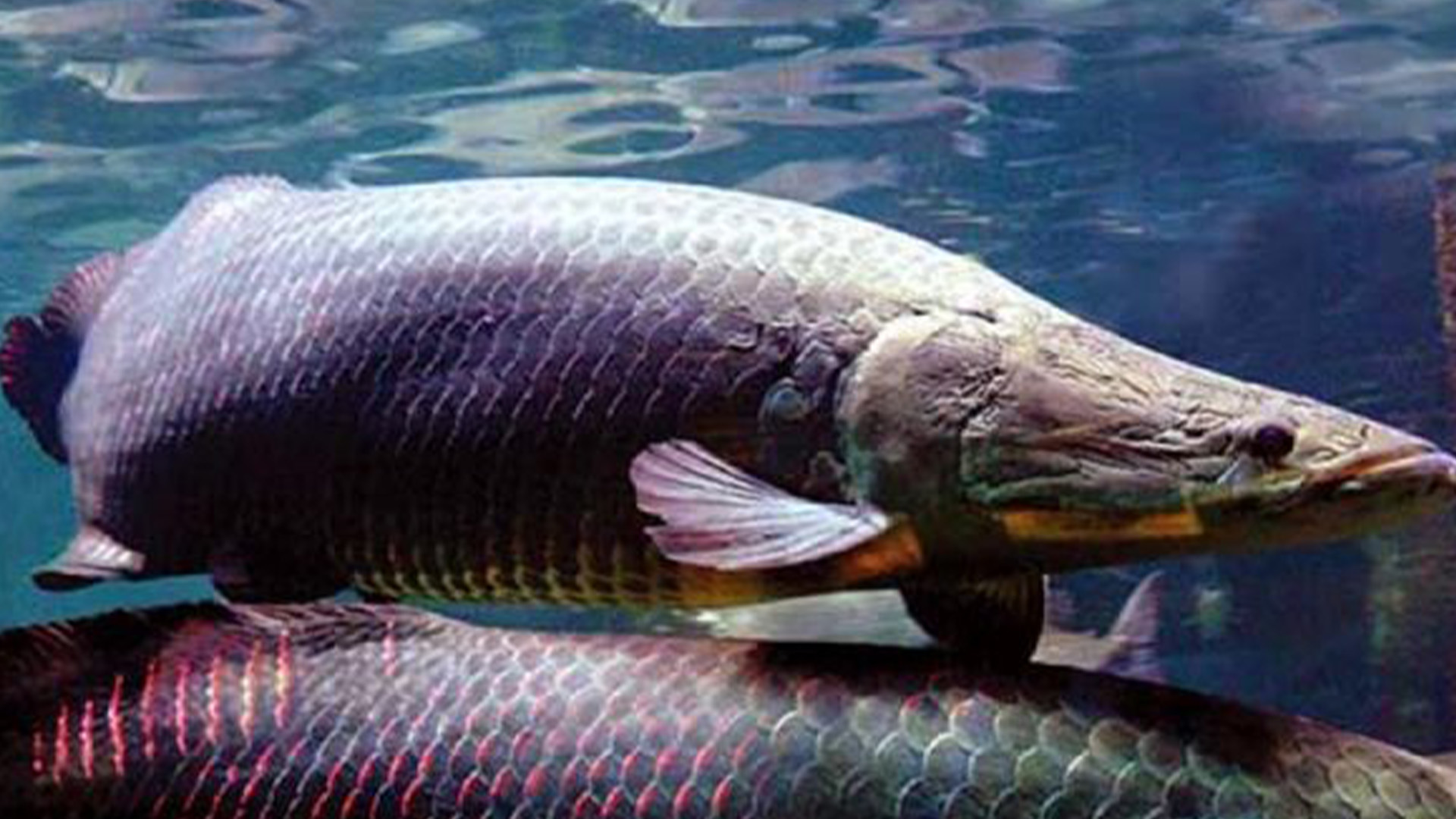 Imagem ilustrativa: fotografia do peixe pirarucu nadando. 