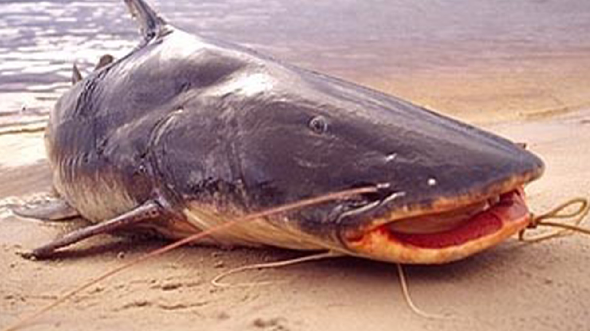 Imagem ilustrativa: fotografia do peixe paraíba na areia, à margem de um rio.
