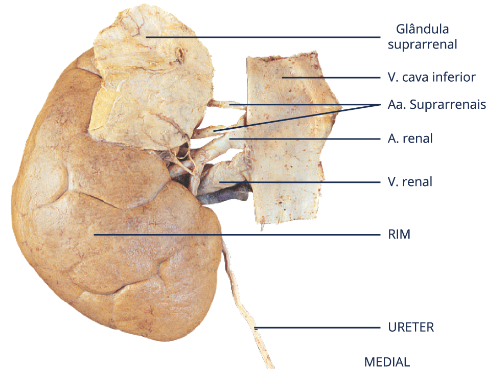 fotografia de um rim, com destaque para: Glândula suprarrenal; V. cava inferior; Aa. Suprarrenais; A. renal; V. renal; URETER; e MEDIAL.