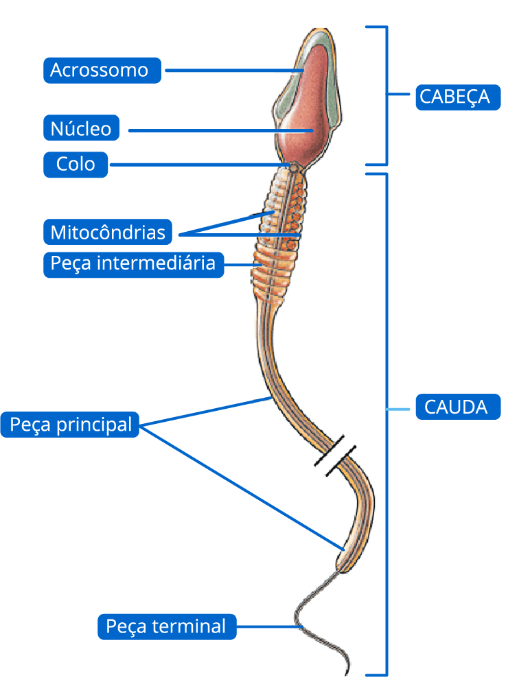 ilustração que exemplifica um espermatozoide maduro e suas respectivas regiões com funções específicas, a saber: cabeça; cauda; acrossomo; núcleo; colo; mitocôndrias; peça intermediária; peça principal; e peça terminal.